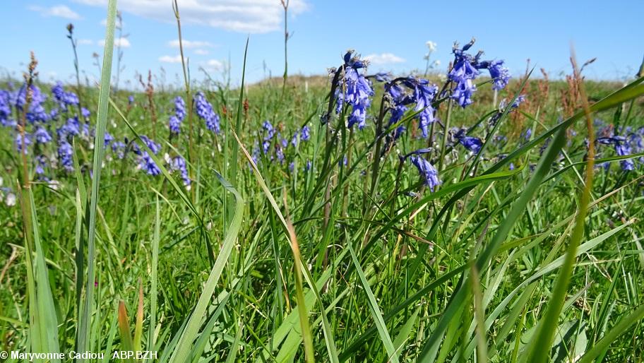 29- Jacinthes des bois de plus près. 29- Jacinthes des bois de plus près.