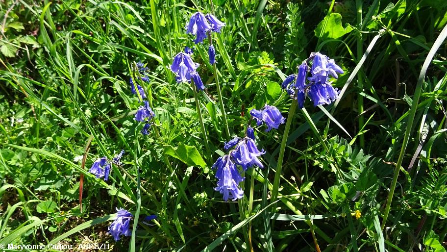 30- Zoom jacinthes. 30- Zoom jacinthes.