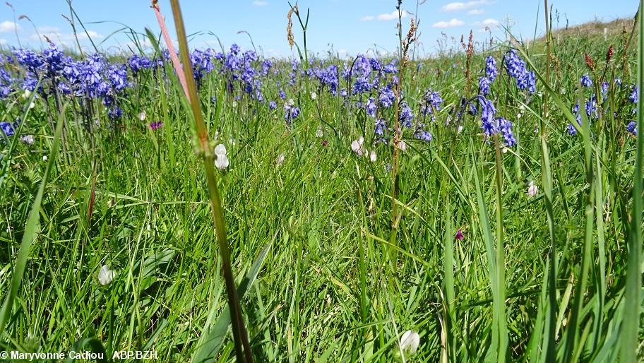 31- Les jacinthes, on ne s'en lasse pas. Mais où sont les narcisses ? 31- Les jacinthes, on ne s'en lasse pas. Mais où sont les narcisses ?