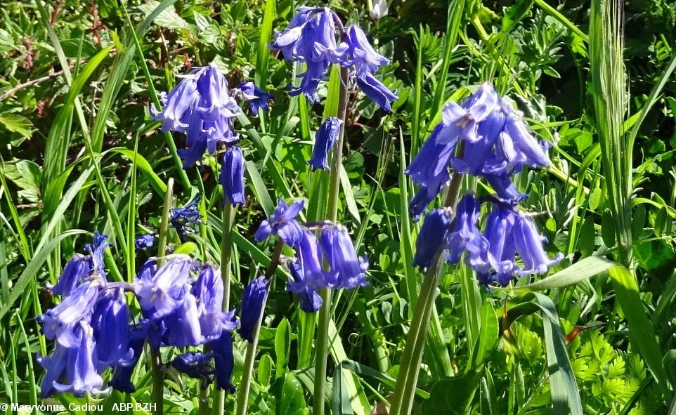 32- Zoom jacinthes, le dernier ! 32- Zoom jacinthes, le dernier !