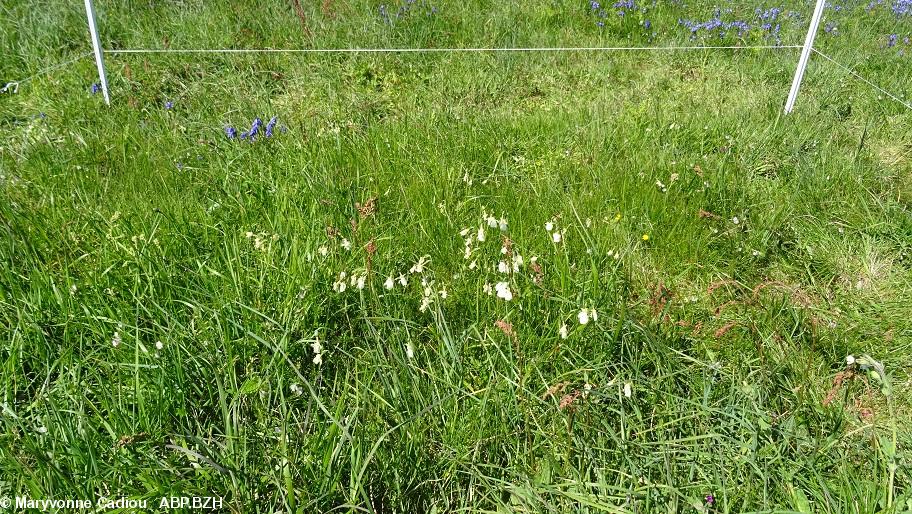 34- Les narcisses enfin, entre ficelles et piquets blancs. 34- Les narcisses enfin, entre ficelles et piquets blancs.