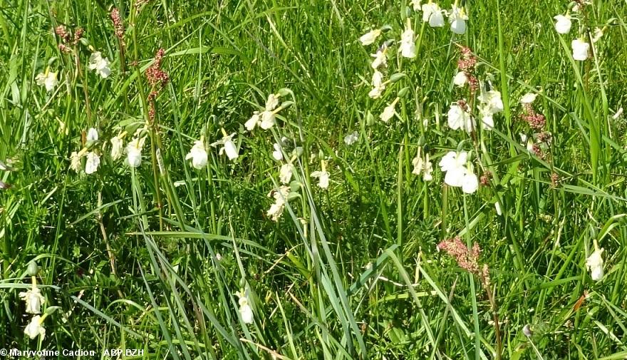 35- Narcisses des Glénan. 35- Narcisses des Glénan.