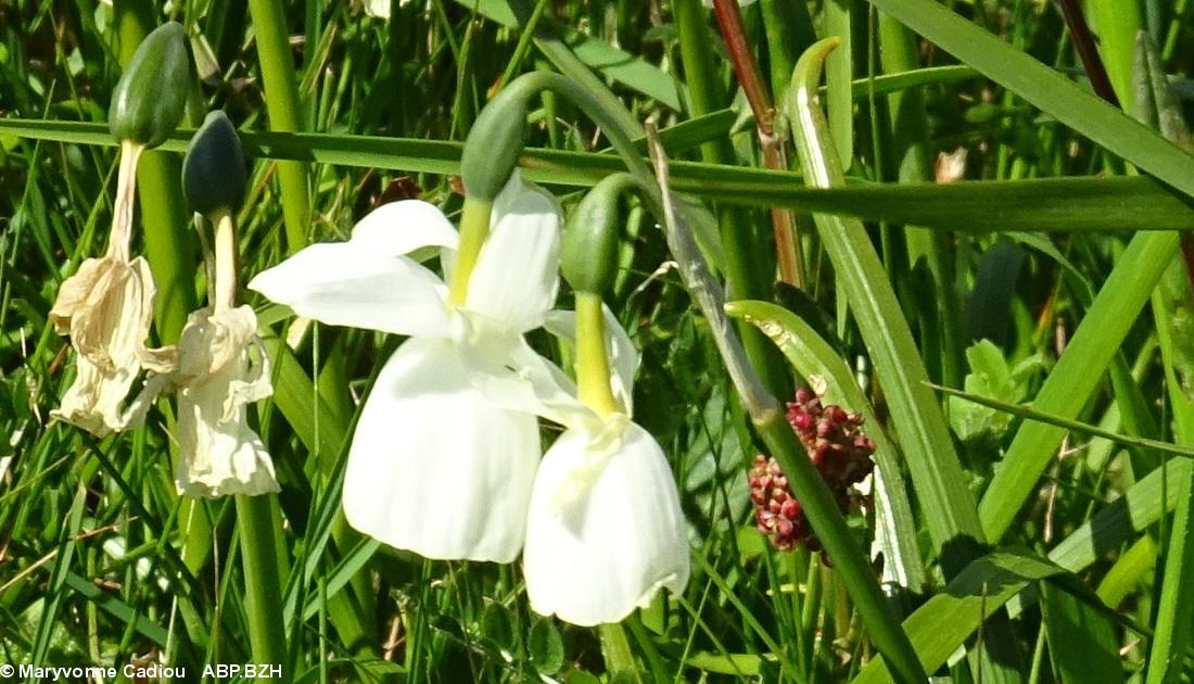 37- Zoom Narcisses. 37- Zoom Narcisses.