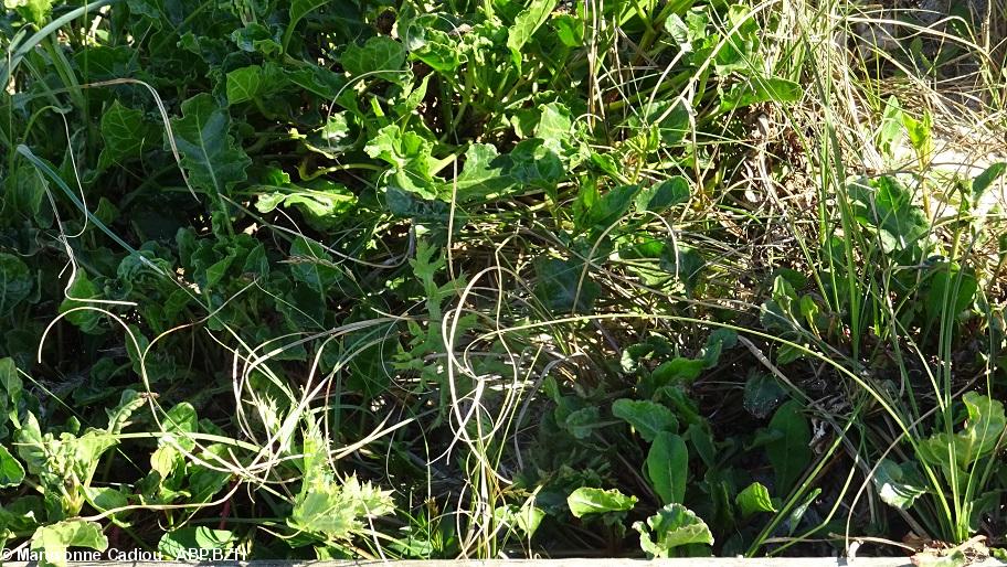 47- Bette maritime. 47- Bette maritime.