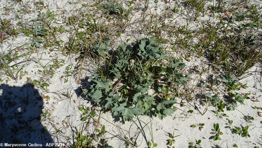 48- Chardon bleu. Il fleurira en été. Plante protégée, interdite de cueillette. 48- Chardon bleu. Il fleurira en été. Plante protégée, interdite de cueillette.