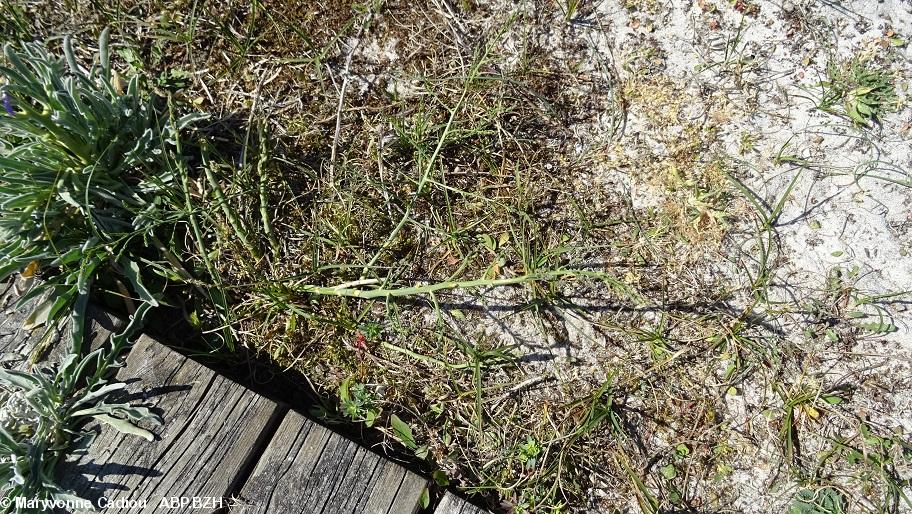 51- Asperges sauvages. 51- Asperges sauvages.