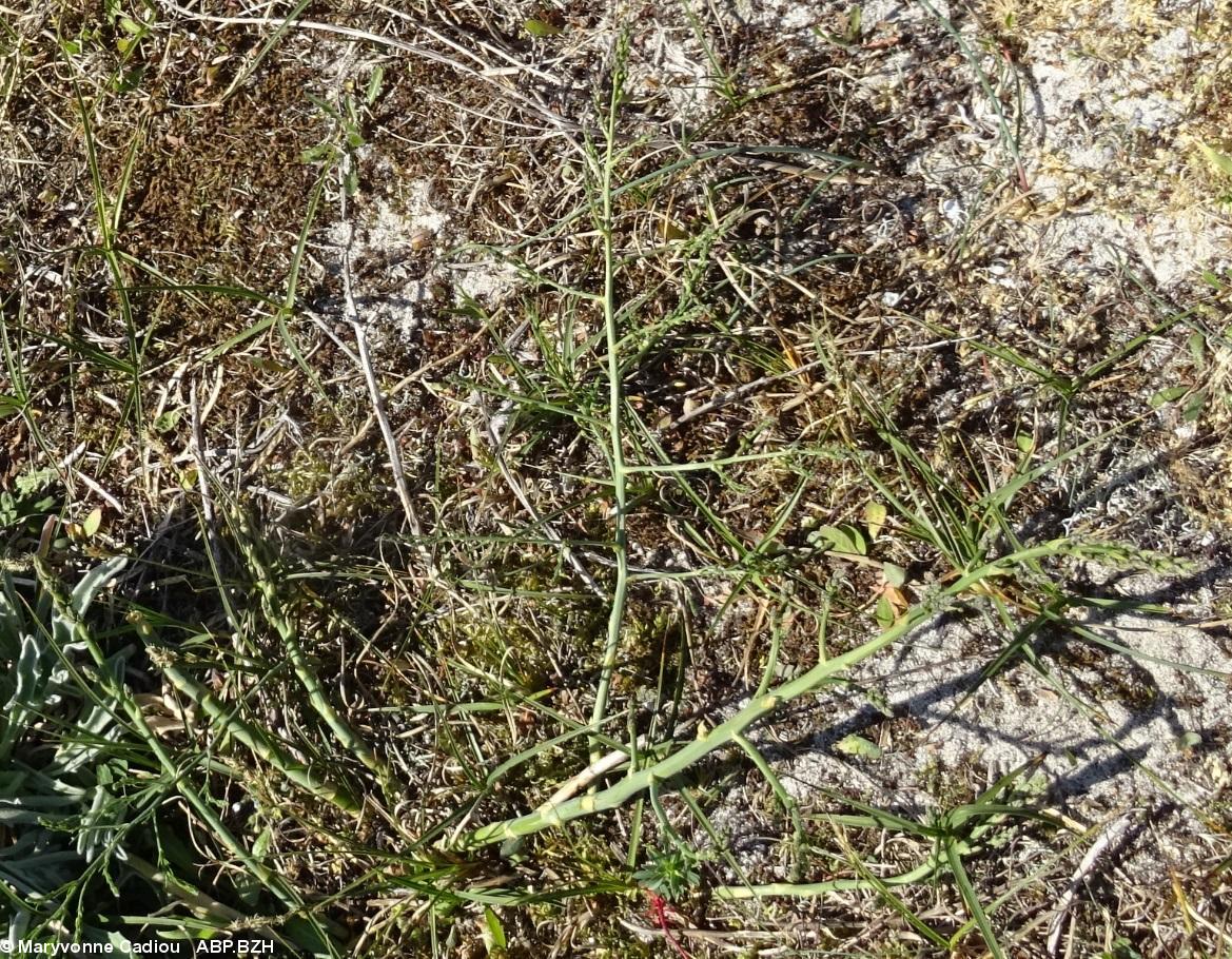 52- Asperges sauvages. 52- Asperges sauvages.