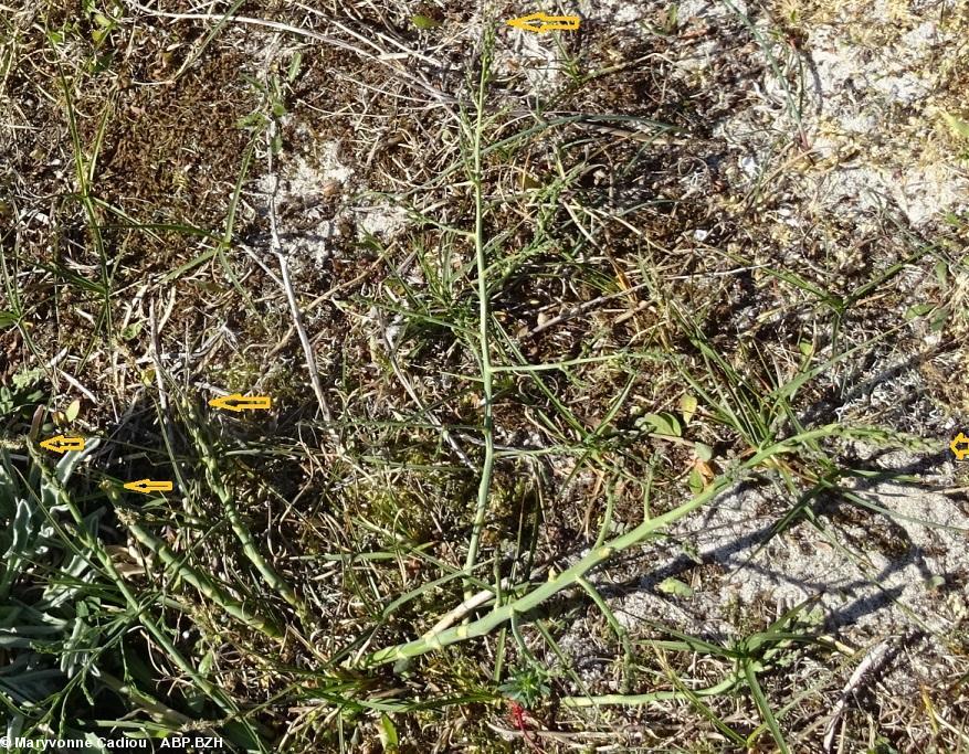 53- Asperges sauvage (flèches). 53- Asperges sauvage (flèches).