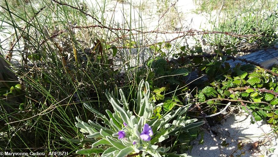 54- Giroflée des dunes. 54- Giroflée des dunes.