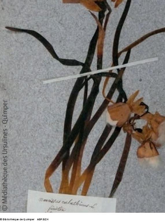 63- Narcisse des Glénan, planche de l'Herbier Bonnemaison, p. 57 du PDF (voir texte). 63- Narcisse des Glénan, planche de l'Herbier Bonnemaison, p. 57 du PDF (voir texte).