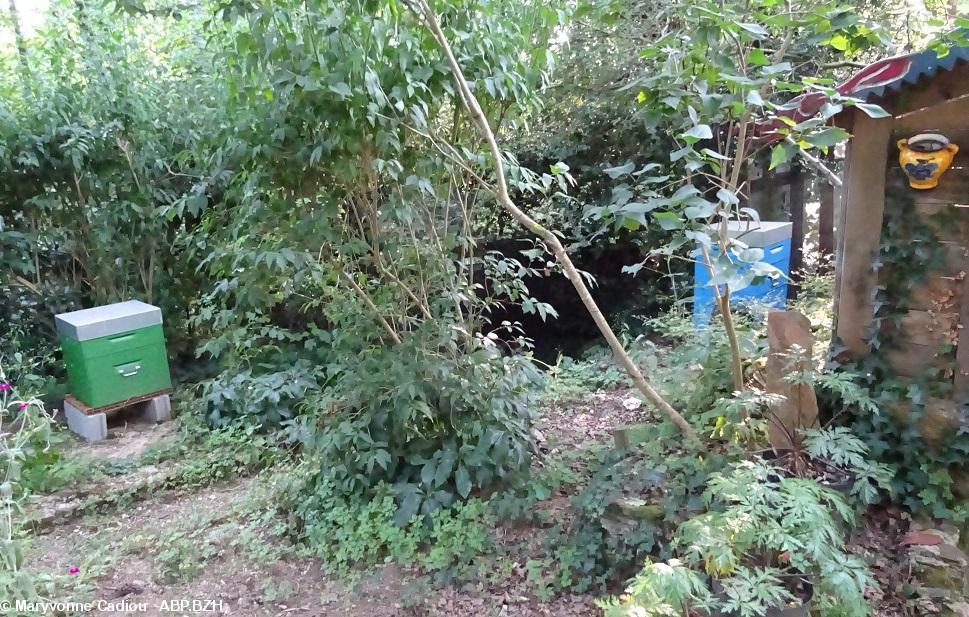 22 Le petit paradis d'Yves Lainé à Nantes accueille des abeilles. 22 Le petit paradis d'Yves Lainé à Nantes accueille des abeilles.