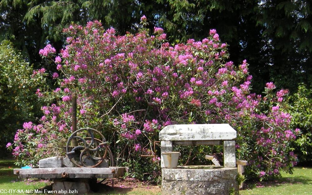 Souvenir d'enfance, Haïkus inédits, Breton, Mai Ewen