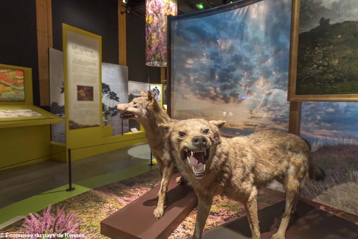 Vue de l'exposition Landes de Bretagne, un patrimoine vivant.