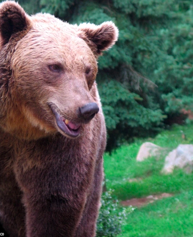 Ours_brun_parc animalier pyrenees
Photo Wikimedia Commons (Jean Noel Lafargue)