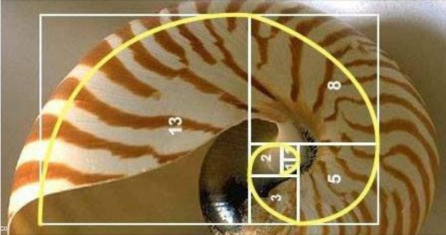 Atelier dessin avec David Balade : Apprendre à dessiner la spirale et ses motifs