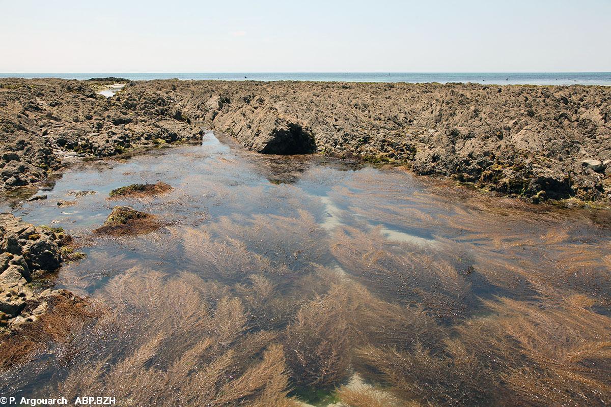 Le réchauffement de la mer en Bretagne : conséquences sur la flore et la faune marines