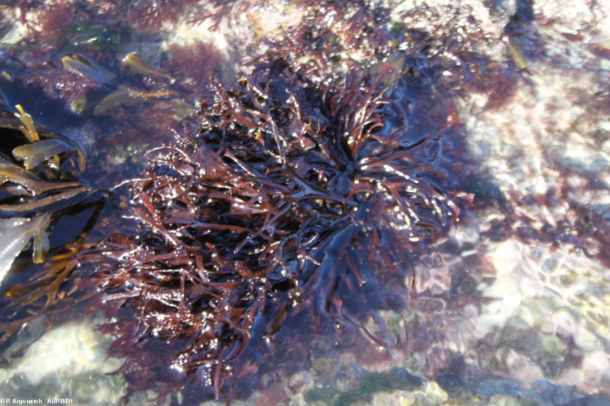 Le carraghénane des algues rouges stopperait les tumeurs cancéreuses de l'oesophage