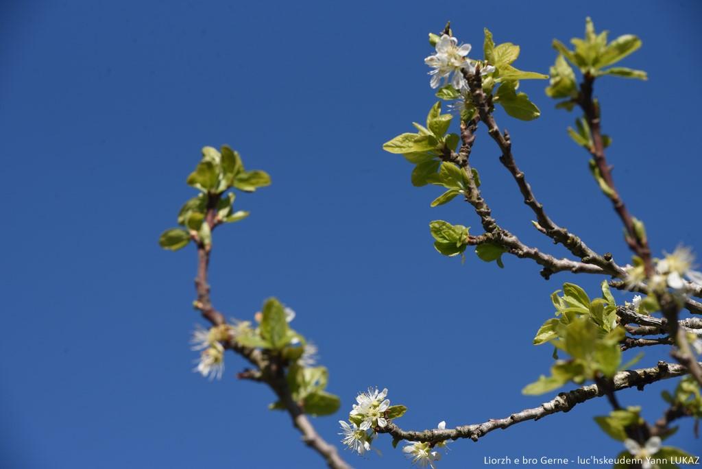 Gwezenn-prun e bleuñv e bro Gerne su. Foto tennet hirio. Branche de prunier en fleurs, Bretagne, Cornouaille