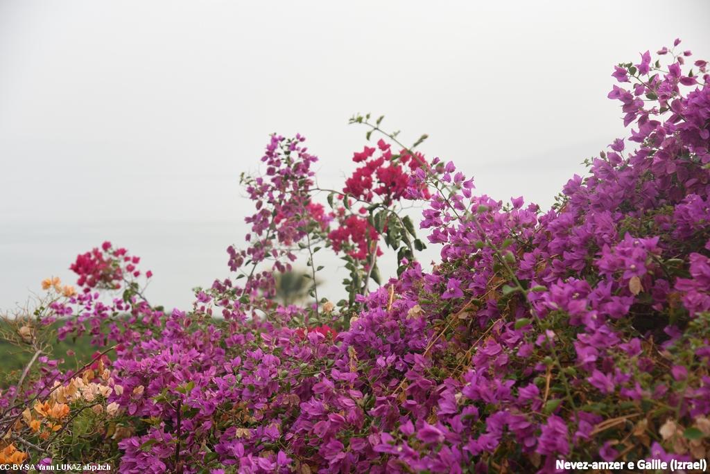 Bleuñv nepell diouzh lenn Jenezaret, e bro C'halile (Izrael). Floraison naturelle au-dessus du lac de Tibériade/Génésareth, en Galilée (Israël)