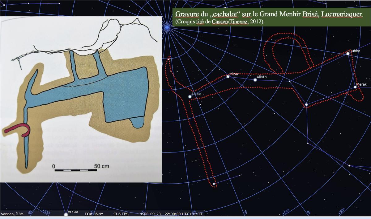 🐋 Quand les étoiles dessinent un cachalot !
Gravure du „cachalot“ sur le Grand Menhir Brisé, Locmariaquer (Croquis tiré de Cassen/Tinevez, modifié par Stephan Maeder)
À gauche, une dalle gravée évoquant la silhouette stylisée d’un cachalot. À droite, une carte du ciel reconstituée avec le logiciel Stellarium, représentant le ciel circumpolaire tel qu’il était visible vers 4300 avant notre ère depuis la Bretagne. Certaines lignes d’étoiles y dessinent une forme étonnamment proche de la gravure, suggérant une possible correspondance entre art mégalithique et astronomie.