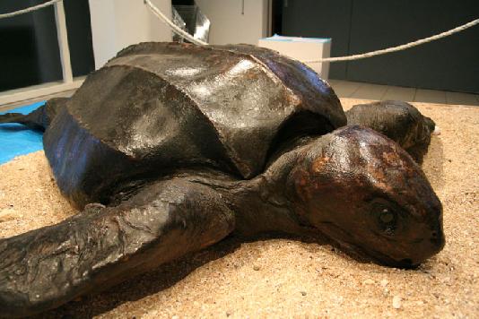 Caroline une tortue Luth de plus de 2 mètres pêchée en 1954 par un Sinagot – BREIZHmag – Erwan Le Courtois.