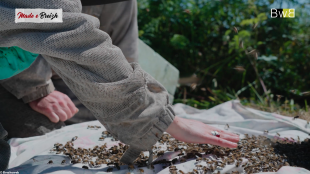 Clarisse a fait connaissance de très près avec les abeilles... Garantie sans piqure !