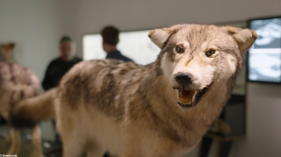 "Harz ar bleiz !" Setu petra a veze lâret pa veze gwelet ur bleiz gwechall-gozh... Hag a-benn nebeut en-dro ?